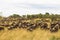 Huge herds of ungulates. Savannah of Masai Mara. Kenya, Africa