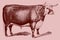 Huge Hereford bull isolated on a light pink background