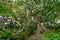 Huge high beautiful ancient tree at the hill in the tropical rainforest at Landhoo island at Noonu atoll