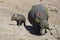 Huge hippo cow walk on the shore of a lake with calf