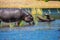 Huge Hippo drinking river water