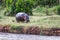 Huge hippo grazes