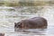 Huge hippo in small pond. Kenya, Africa