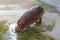 Huge Hippo Walking into the Pond