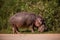 A huge Hippo walks along the road with public transport and chews grass. This is a rarity as hippos usually sit in the