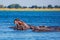 Huge hippos resting in cool waters