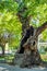 Huge hollow in the trunk of an old plane tree in the city of Edessa, Greece