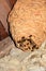 A huge hornet\'s nest under the roof of the house