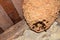 A huge hornet\\\'s nest under the roof of the house