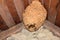 A huge hornet\\\'s nest under the roof of the house