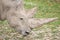 Huge horns of a white rhinoceros