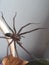 HUGE House Spider Made her home on Plant in the Kitchen