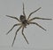Huge house spider on the wall
