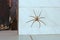 Huge house Spider on the white wall