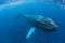 Huge Humpback Whale in Blue Water