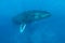 Huge Humpback Whale Rises to Surface