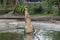 Huge hungry crocodile jumping to catch chicken meat during feeding time at the mini zoo crocodile farm