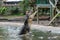 Huge hungry crocodile jumping to catch meat during feeding time at the mini zoo crocodile farm