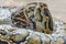 Huge hungry python consuming meal during feeding time in mini zoo in Miri