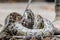 Huge hungry python eating rat during feeding time in mini zoo in Miri