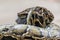 Huge hungry python snake consuming meal during feeding time in mini zoo in Miri