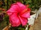 Huge hybrid pink coloured hibiscus flower