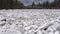 Huge Ice Loads Drift in the River Ogre, Latvia. Congestion on the River in the Spring