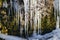 A huge icicle hanging from a rock with moss  which melts and drips into the water