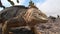 Huge Iguana close-up on rocky coast of Galapagos Islands.