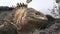 Huge Iguana close-up on rocky coast of Galapagos Islands.