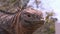 Huge Iguana closeup on rocky coast of Galapagos Islands.