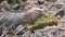 Huge Iguana eating cactus on rocky coast of Galapagos Islands.