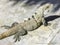 Huge Iguana gecko animal on the ground Contoy Island Mexico