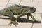 Huge Iguana walking in Florida