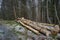 Huge illegal cutted pine logs