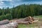 Huge illegal cutted pine logs near a pine forest in the Carpathian mountains, Romania