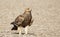 Huge Imperial Eagle from Gujarat, India