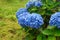 Huge inflorescences of blue large hydrangea Latin Hydrangea macrophylla.