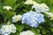 Huge inflorescences of blue large hydrangea Latin Hydrangea macrophylla.