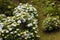 Huge inflorescences of blue large hydrangea Latin Hydrangea macrophylla