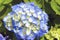 Huge inflorescences of blue large hydrangea Latin Hydrangea macrophylla.