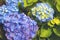 Huge inflorescences of blue large hydrangea Latin Hydrangea macrophylla.