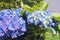 Huge inflorescences of blue large hydrangea Latin Hydrangea macrophylla.