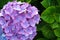 Huge inflorescences of pink large hydrangea Latin Hydrangea macrophylla.