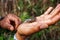 Huge insect cicada on a hand, Inca trail, Peru