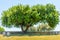 Huge Isolated Tree with Dense Leaves Located at World War 2 German Cemetary in a Peacefull Field with Stone Crosses