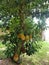 Huge jackfruit fruits in a jackfruit tree.