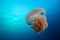 A huge jellyfish floats around the ocean, with small fish living in it`s helm