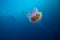 A huge jellyfish floats in open ocean as divers explore in the background