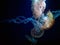 Huge jellyfish sea nettle
